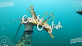 Spearfishing!! Catching Crays & Cod Moreton Bay Queensland