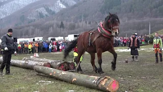 Drago, dvadsiate druhé miesto v ťažkom ťahu (Kľačianská podkova 2020)