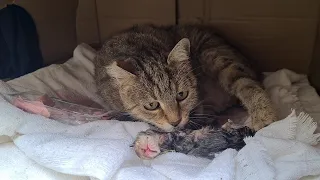 Mother Cat Worried Because Her Kitten Is Showing No Sign Of Life!