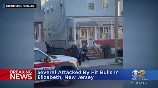 Police shoot dogs after mauling in Elizabeth, N.J.