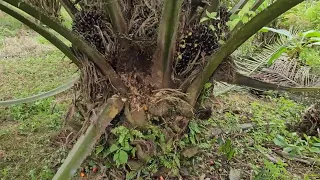 Resiko menggunakan bibit sawit abal abal, Cabutan dari bawah bawah pohon yang ada di kebun