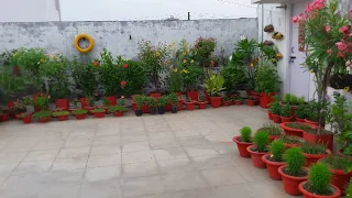 Today's my terrace garden View with lovely flowers blooms