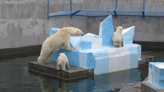 Медвежонок упал в воду и Герда прыгнула поиграть с ним 11.06.2019