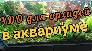 Удобрение для орхидей в аквариуме #аквариумистика #aquarium #удобрениядляорхидей