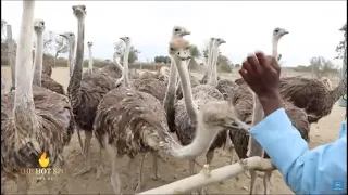 The Largest Ostrich Farm In Africa & The Only One In Kenya, The Maasai Ostrich Farm