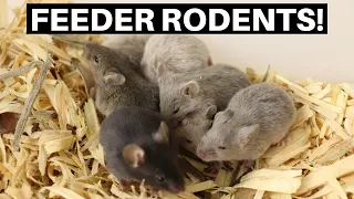 Breeding Feeder Rodents! Breeding Mice And Rats For Snakes! - Benjamin's Exotics