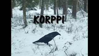 Korppi