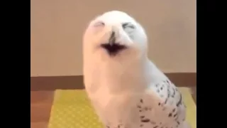 Смех совы