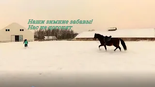 Наши зимние забавы с лошадью. Нас не догонят!
