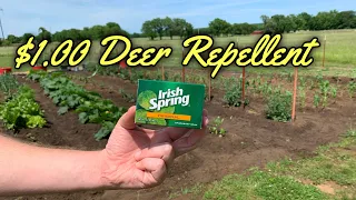 Keep Deer Out Of The Garden & Fruit Trees W/ Soap | Gardening Hack |