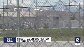 Utah State Prison has unique way of dealing with mosquitos