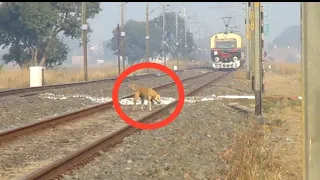 ACCIDENT !! Anyone Please save this Dog from speedy train..??