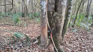 Longbow Ground Hunting set ups part 2