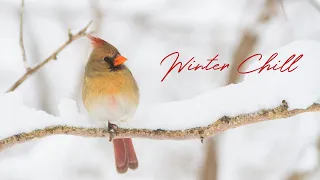 Winter Chill / Christmas Meditation Music Playlist