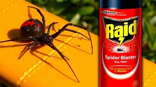 Sneaky Redback Spider Raid Deadly White Christmas How To Video