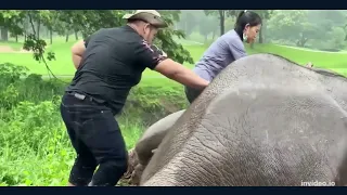 Hero vets save mother elephant and her baby in Thailand