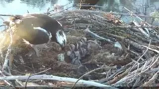 Hatching of Osprey Chick #4