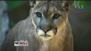 Mountain lions in Eastern Connecticut?