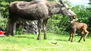 Mama Moose And Twin Babies Discover Sprinkler  What They Do Next Had Me In Stitches