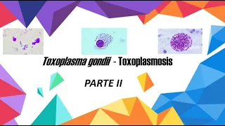 Toxoplasma gondii - Toxoplasmosis - PARTE II - PATOGENIA - CLÍNICA....