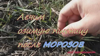 Лечим озимую после морозов --6С