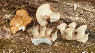 The Dryads Saddle v The Tuberous Polypore