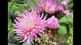 How to Plant and Care for Dahlias