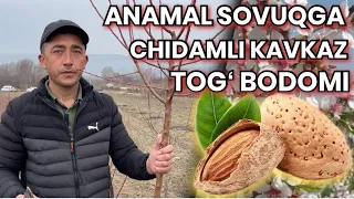 Sovuq tasir qilmaydigan Kavkaz Togʻ Bodomi.