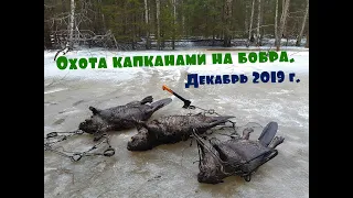 Охота капканами на бобра...  Декабрь 2019 года