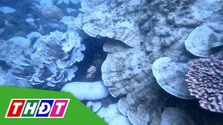 Tái diễn hiện tượng san hô chết, bị tẩy trắng tại Côn Đảo | THDT