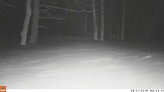 A trail cam mystery