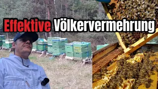 Viele Bienenvölker ERSTELLEN in kurzer Zeit | Effektives arbeiten in der Imkerei
