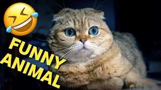 Compilation Funny Animal Videos 92 I 🤣Best Funniest Cats And Dogs