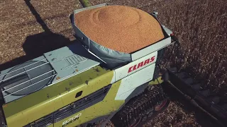 BIG CLAAS LEXION CORN HARVEST