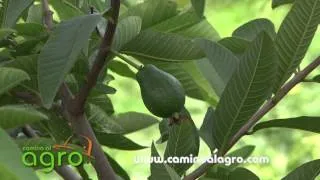 Manejo del cultivo de Guayaba con agrobiologicos