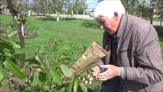 Гибридизация Туларе .Изоляторы для цветков ореха часть III