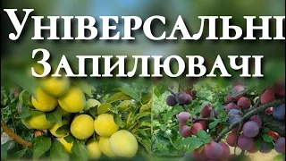 Які опилювачі підсадити для опилення диплоїдних слив.