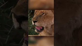 Как старая львица выживает без зубов