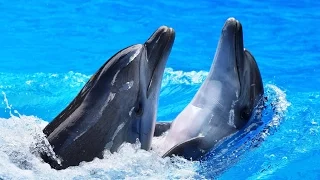 Дельфинарий "Колизей" / шоу дельфинов и морских котиков / фото и плавание с дельфинами