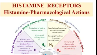 Histamine Receptors, Pharmacological actions of histamine @thepharmaguidechannel