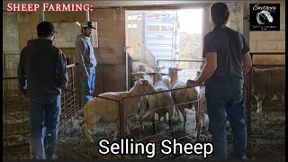 Sheep Farming: Selling Sheep