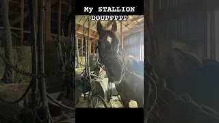 He thinks he’s a big stallion when that one mare comes out but really he’s a shy gelding