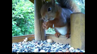 I think this is the most gorgeous Red Squirrel ever! Birdfeeder House Highlight, Germany 2024