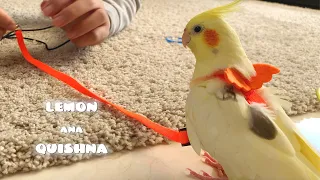 I Tried to Put Harness on Cockatiels for the first time