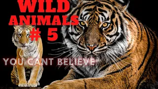 Wildlife Laws: Only the Fastest Will Survive | Free Documentary Nature # 5