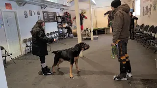 Training a REACTIVE ROTTWEILER session 1