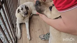 Намордник для Конана 🐶 и Локи 🐶🤷‍♀️ Измерить Коню - это не тоже самое, что Локи 😄