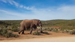 Disabled Baby Elephant Survives | Natural World Forest Elephants