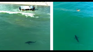 Boat Runs Aground & Great White Sharks Appear: I Interview a Surfer After an Encounter