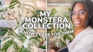 Monstera Collection & How I Care For Them | Rare House Plant Collection